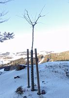  12. Januar 2012 - Wintersonne bei Samuel